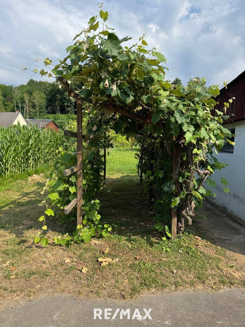 Weinlaube