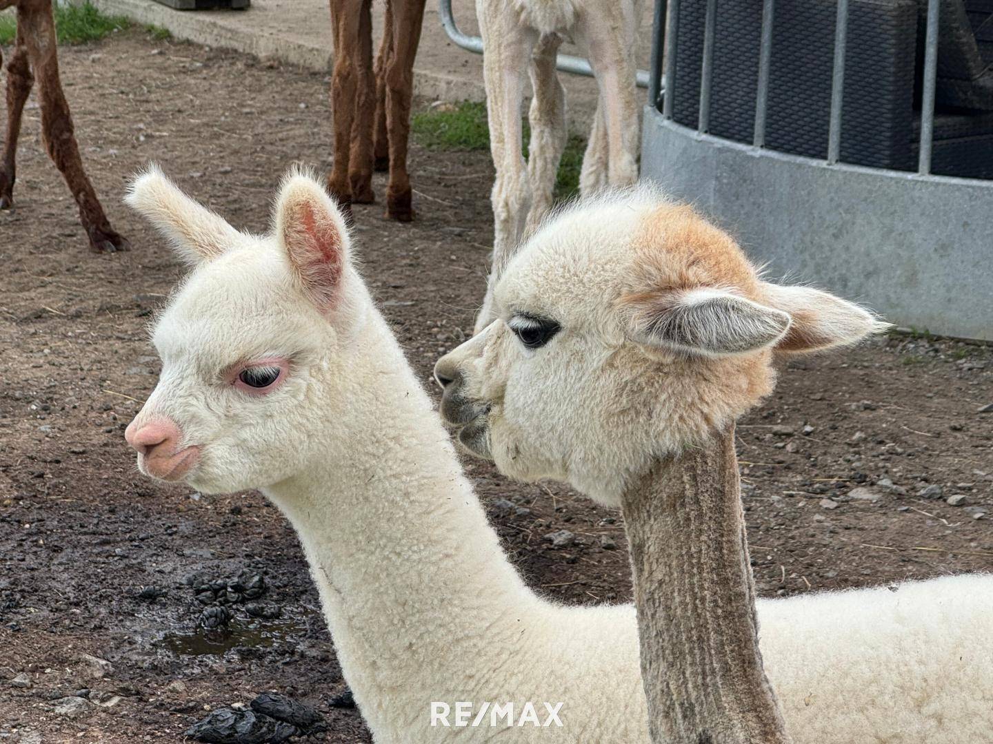 Alpakas
