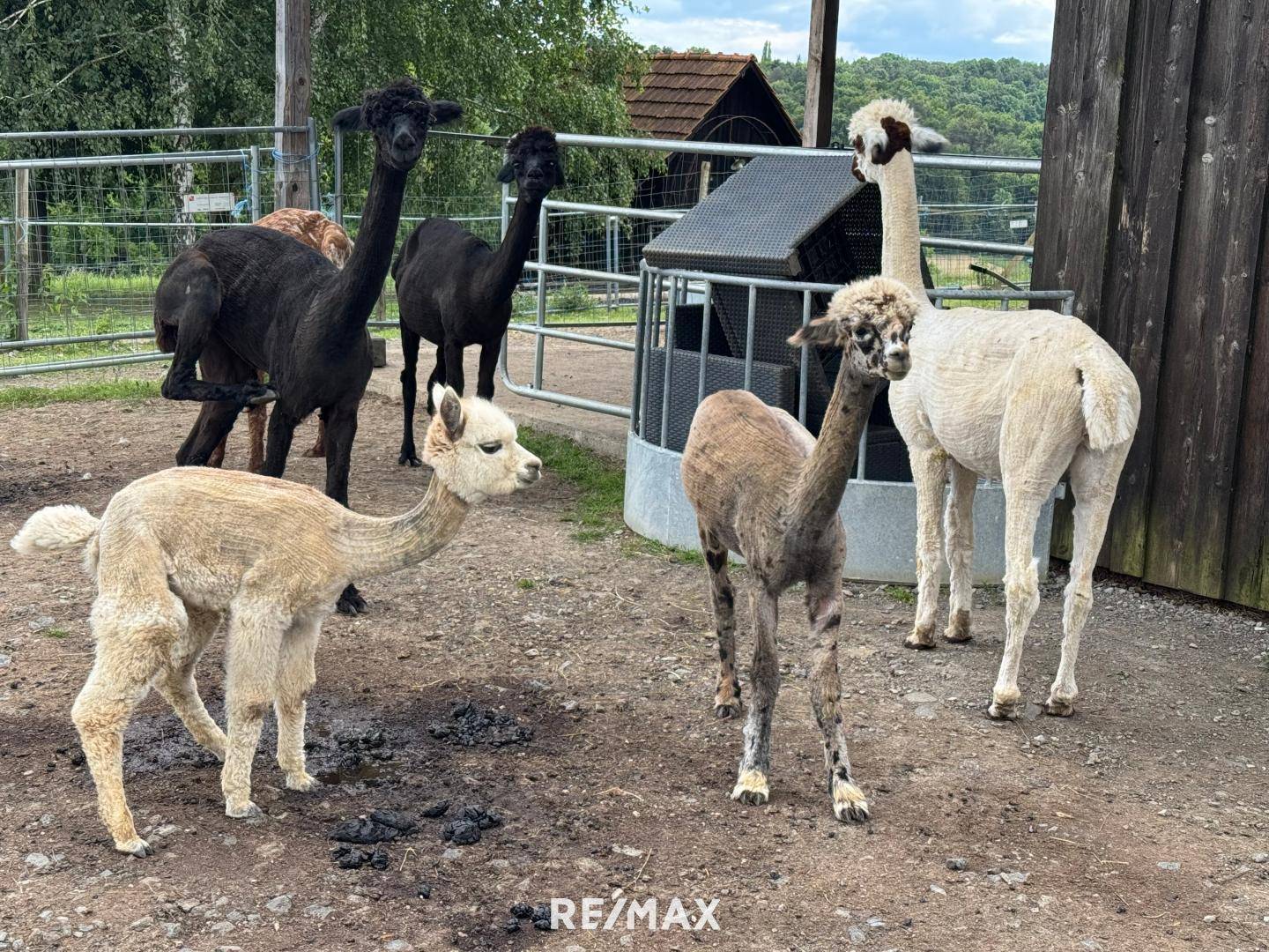 derzeit 31 Tiere