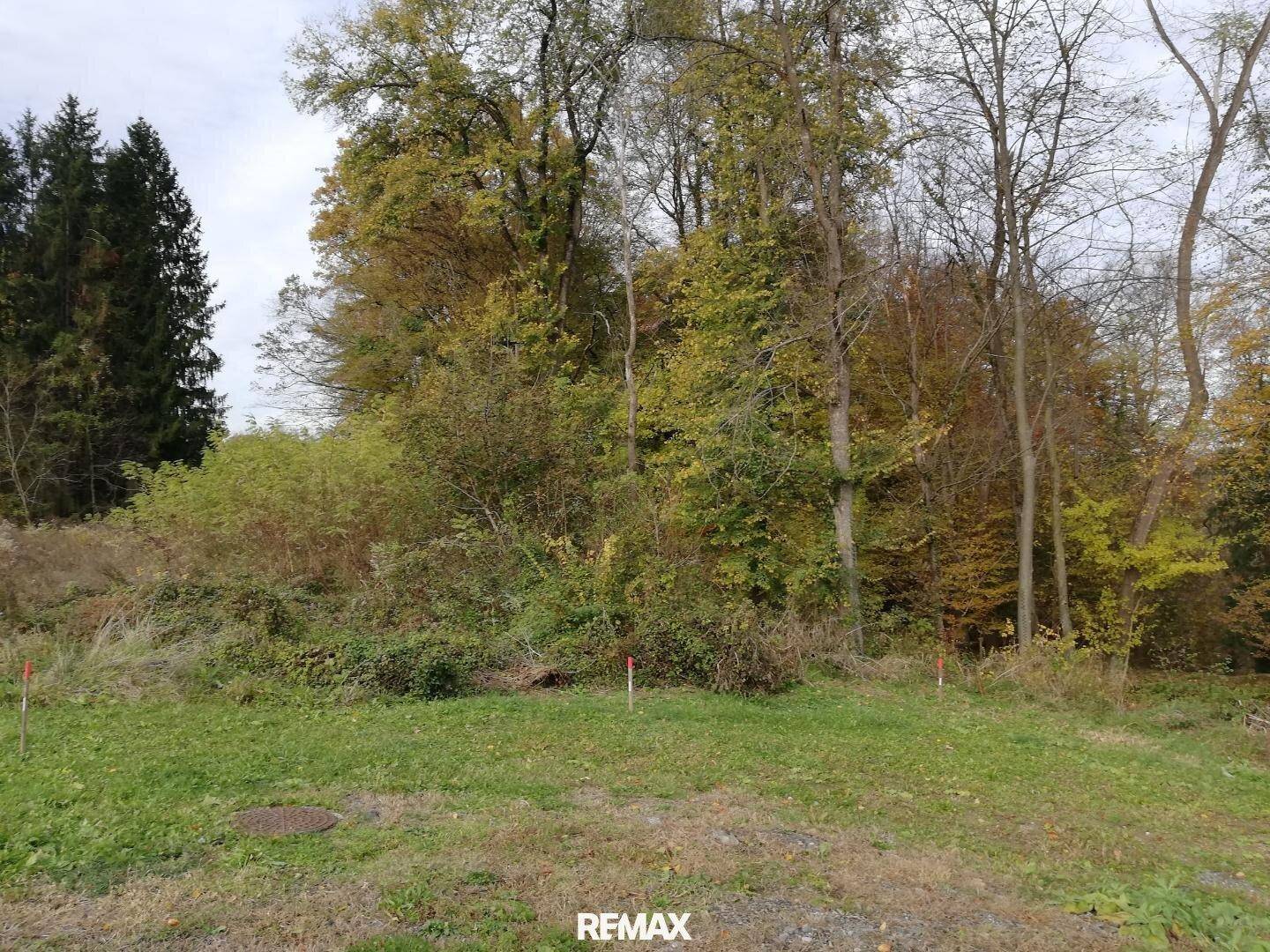 Grünfläche eines Grundstücks mit Markierungen und dichtem Baumbestand im Hintergrund.
