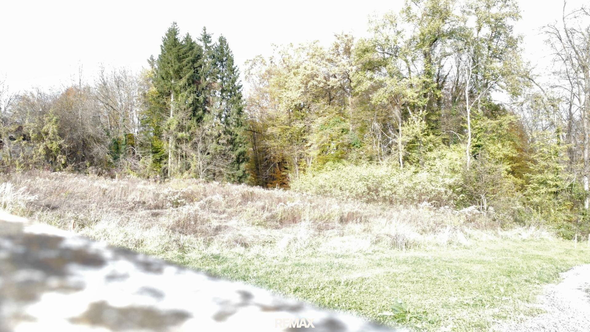 Blick auf ein naturbelassenes Grundstück mit hohem Gras und dichtem Baumbestand im Hintergrund.