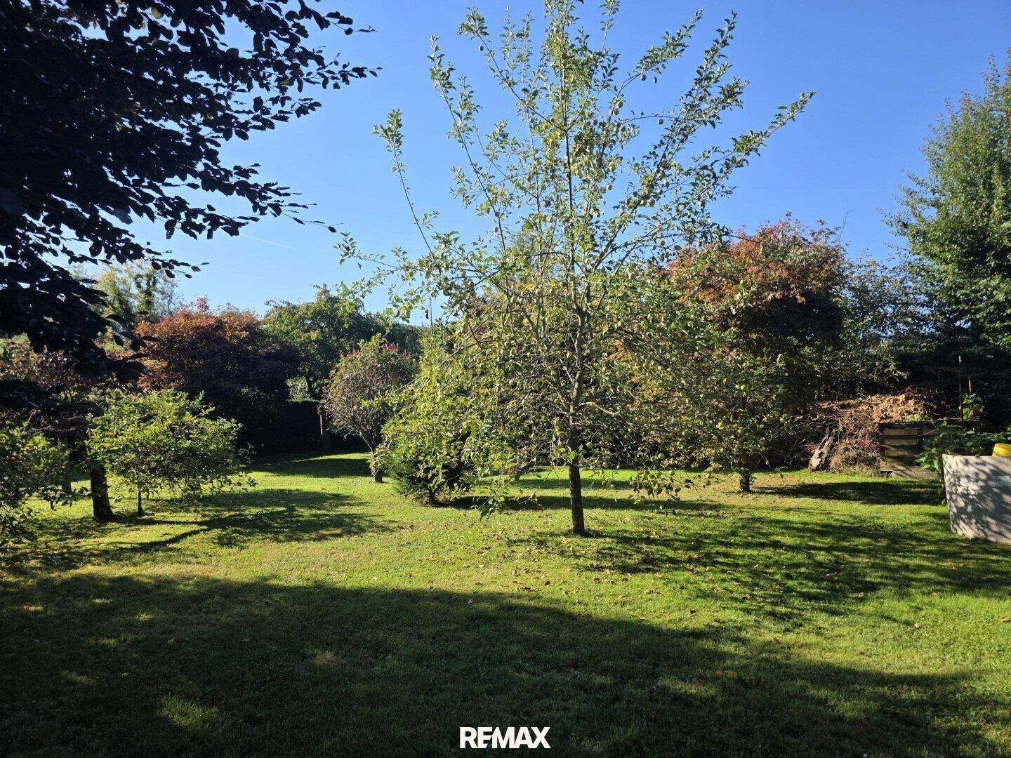 Großer, sonniger Garten mit Rasenfläche und verschiedenen Obstbäumen unter blauem Himmel.