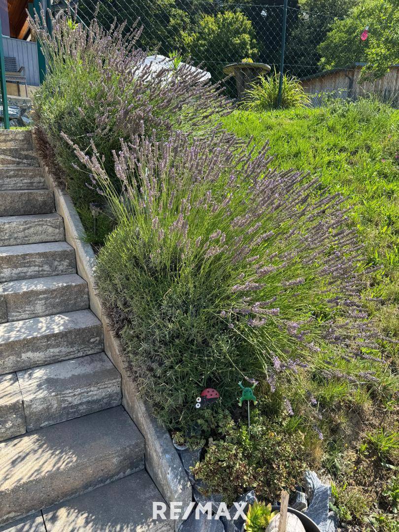 duftender Lavendel