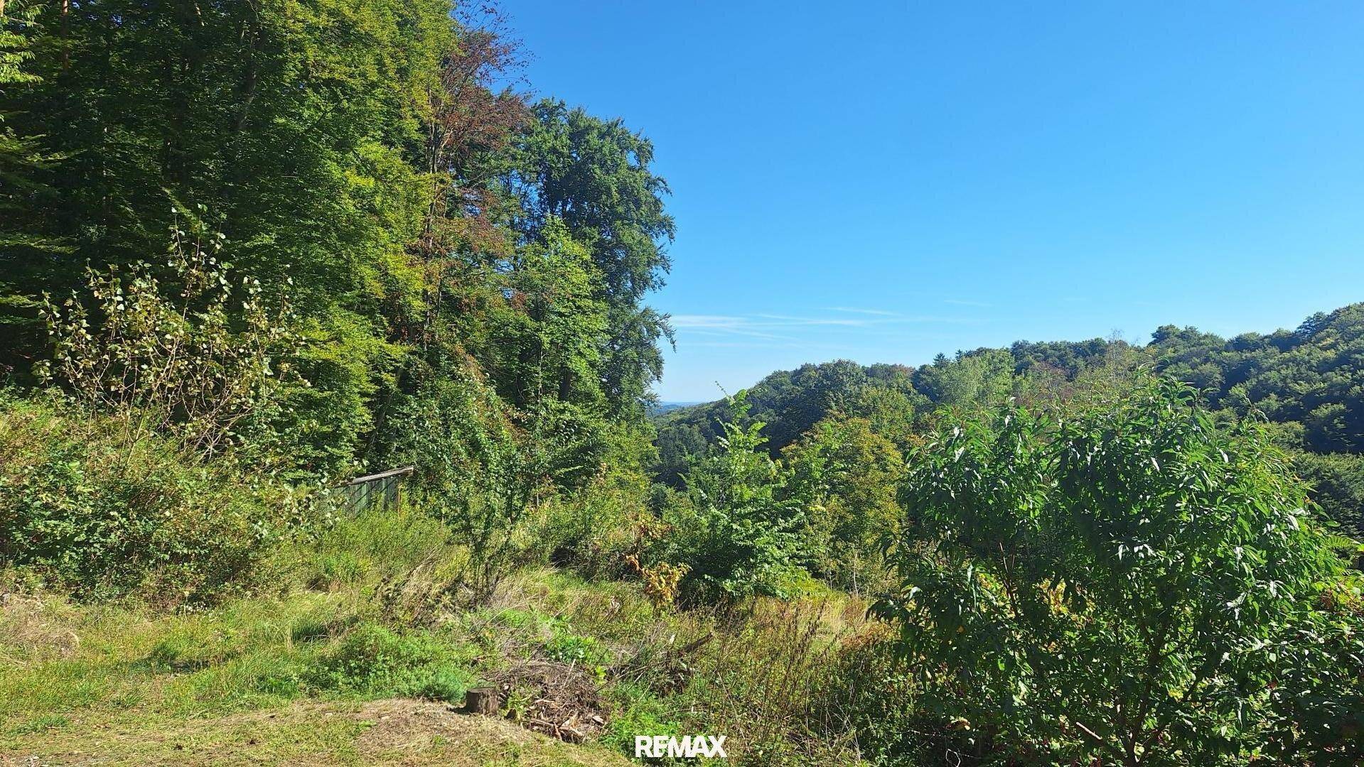 Weitläufiger Blick über eine grüne Hügellandschaft mit dichtem Wald unter klarem Himmel.
