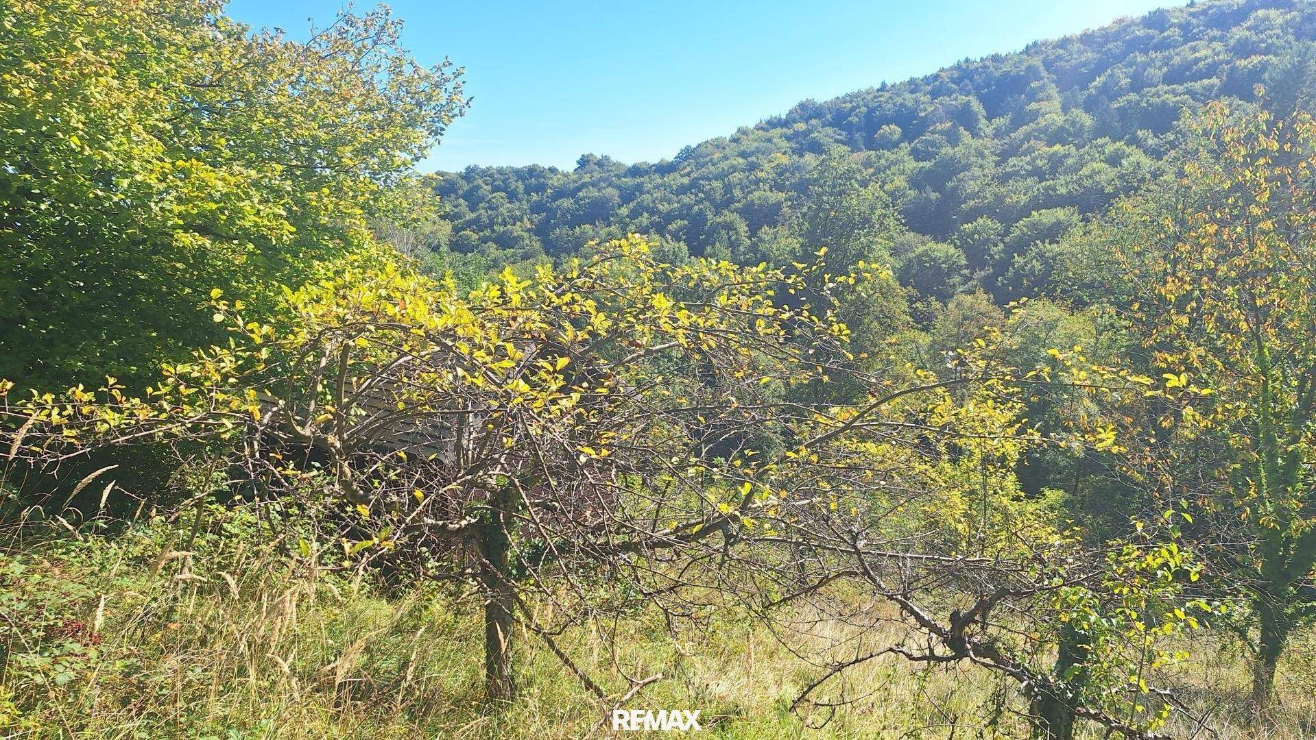 Grüne Wiesenfläche mit jungen Bäumen und Sträuchern in einer sonnigen Naturlandschaft.