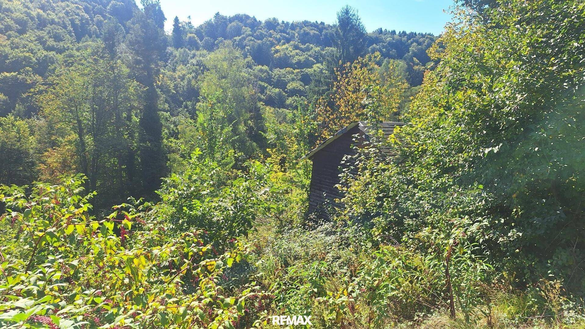 Kleine Holzhütte versteckt im dichten Grün einer bewaldeten Hügellandschaft bei Sonnenschein.