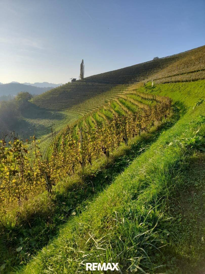 Sonniger Weinberg am Hang mit ordentlichen Rebenreihen und grüner Landschaft im Herbstlicht.