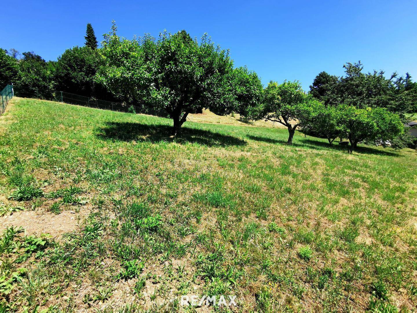 Sonniger Hang mit grüner Wiese und mehreren Bäumen, ideal für ein naturnahes Wohnprojekt.