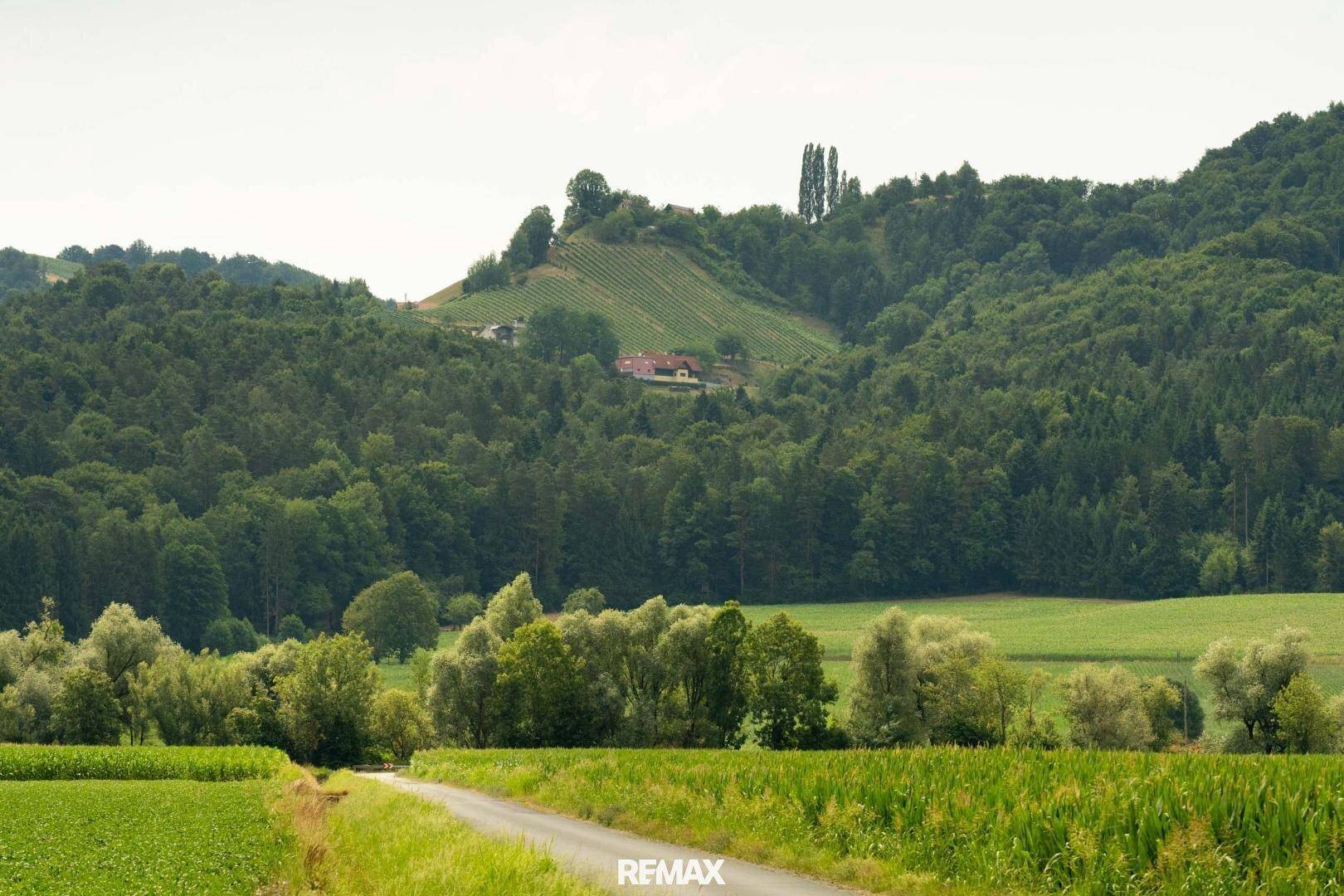 Weitläufige Landschaft mit grünen Hügeln, Wäldern und einem Weinberg in der Ferne.