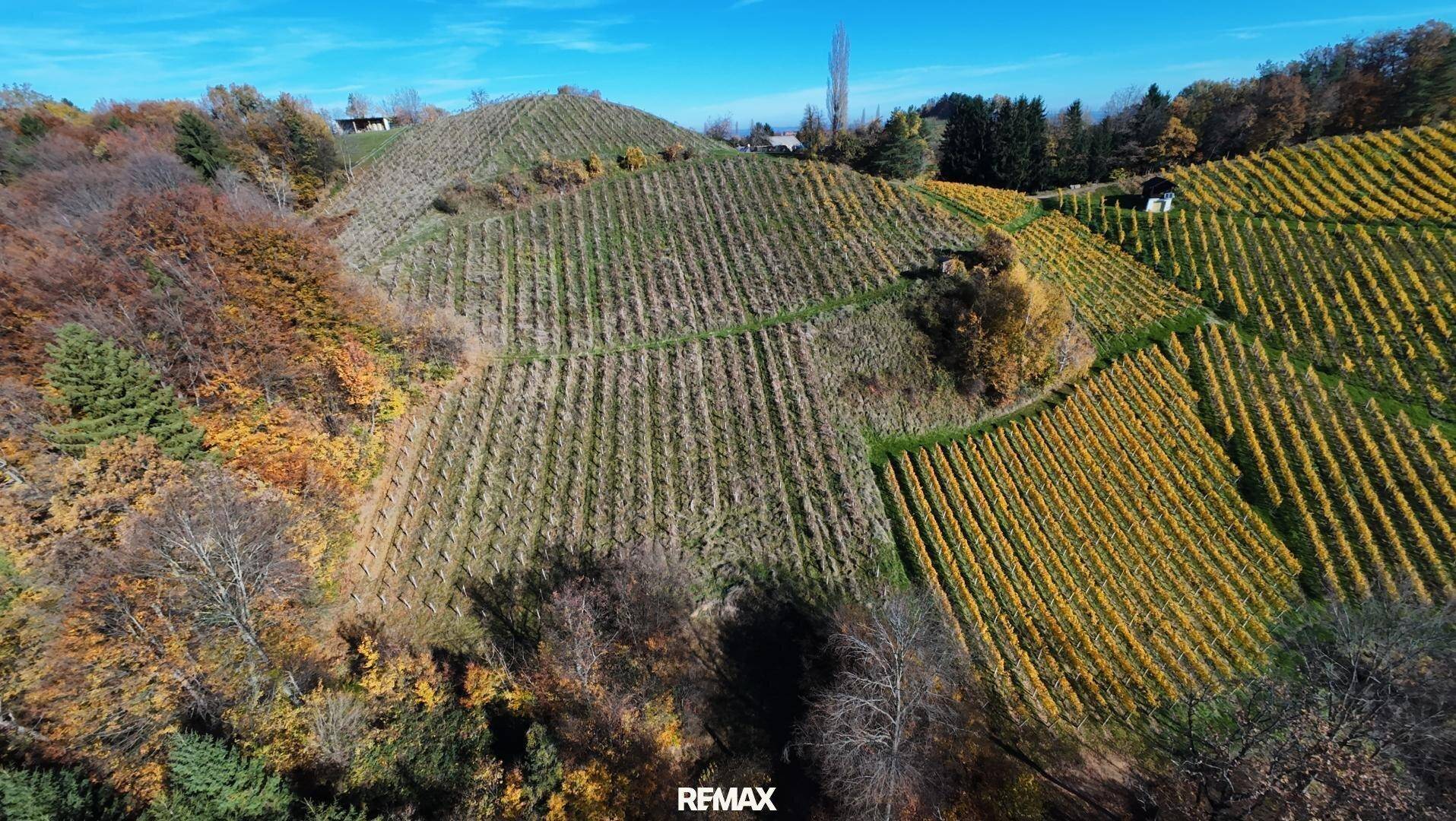 Luftaufnahme von Weinbergen an einem Hang, die in ordentlichen Reihen die Landschaft prägen.