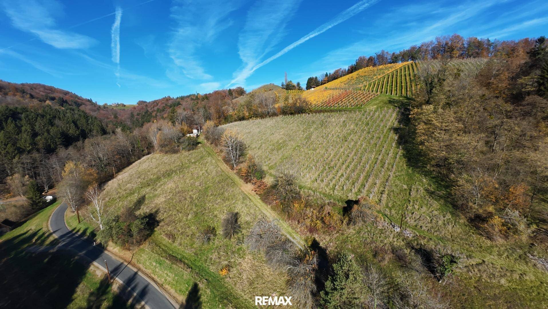 Weitläufige Weinbergslandschaft mit sanften Hügeln, herbstlichen Bäumen und einer kurvigen Landstraße.