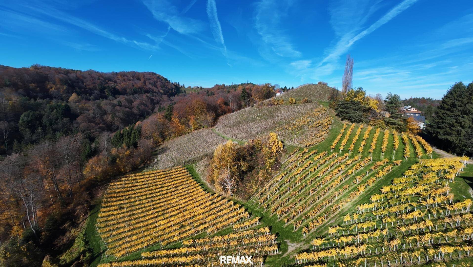 Panoramablick auf sanfte Hügel mit Weinreben in leuchtenden Herbstfarben unter strahlend blauem Himmel.