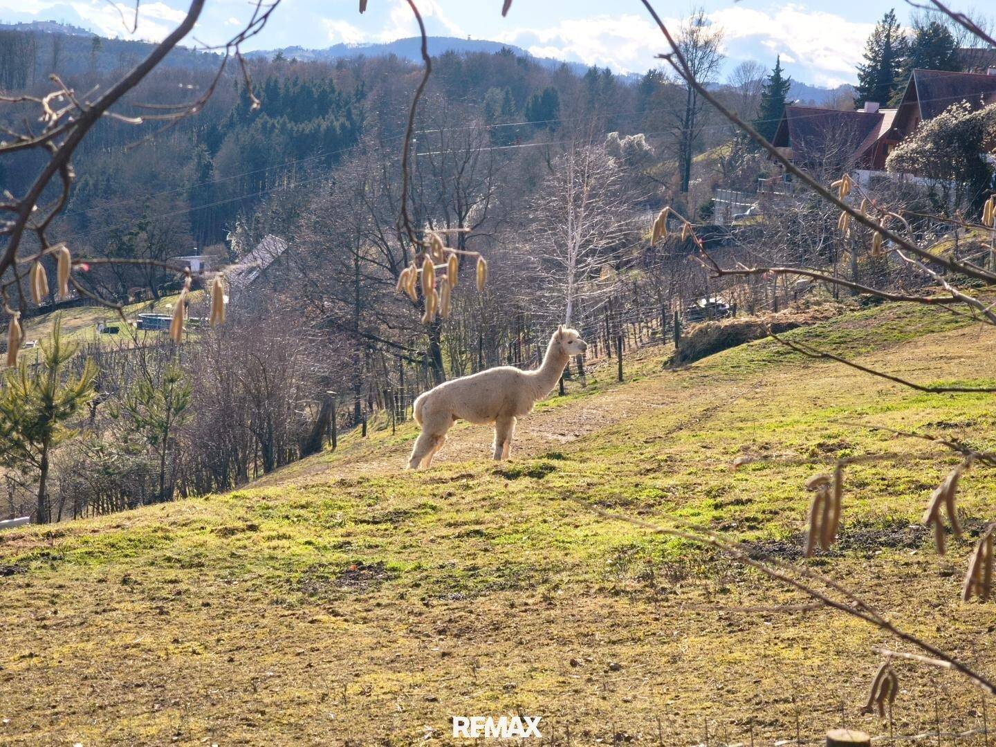 Ein Alpaka steht auf einer grünen Wiese mit Bäumen und Bergen im Hintergrund unter blauem Himmel.