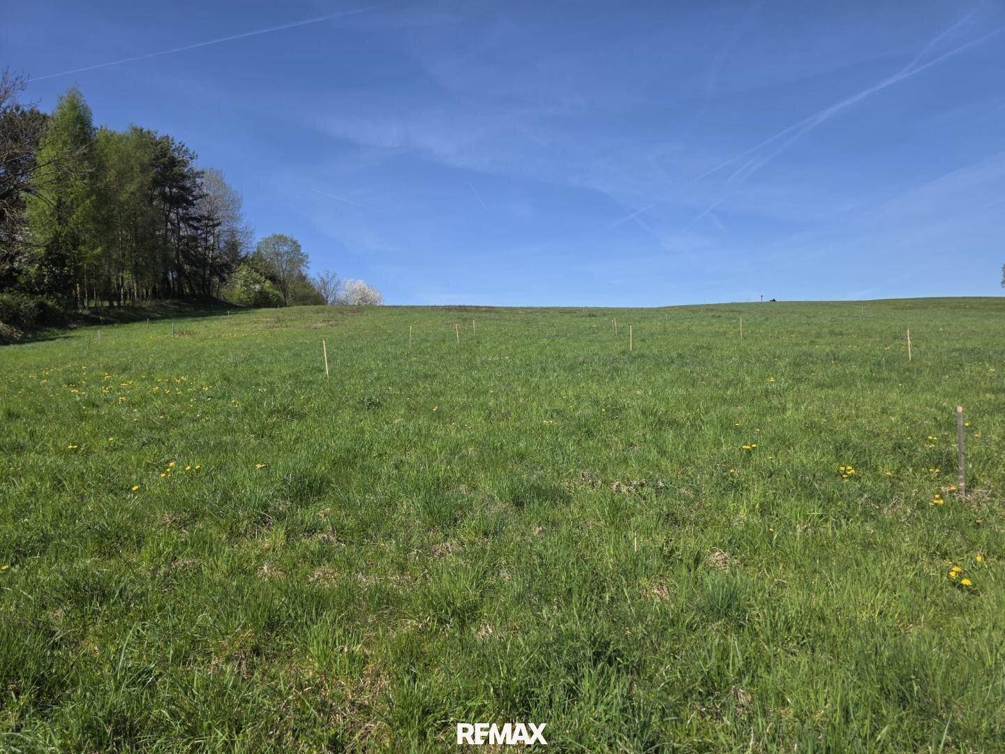 Ausgedehntes grünes Feld mit leichter Hanglage und Bäumen am Horizont unter klarem, blauem Himmel.