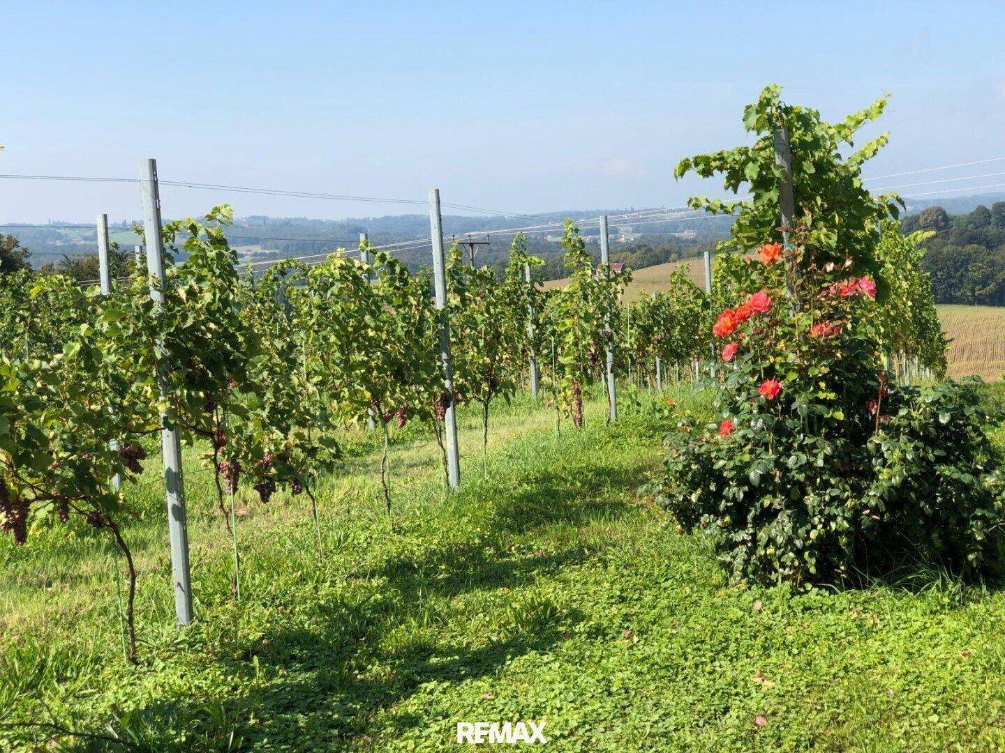 Reihen von Weinstöcken in einem Weinberg, mit blühenden Rosenbüschen im Vordergrund.