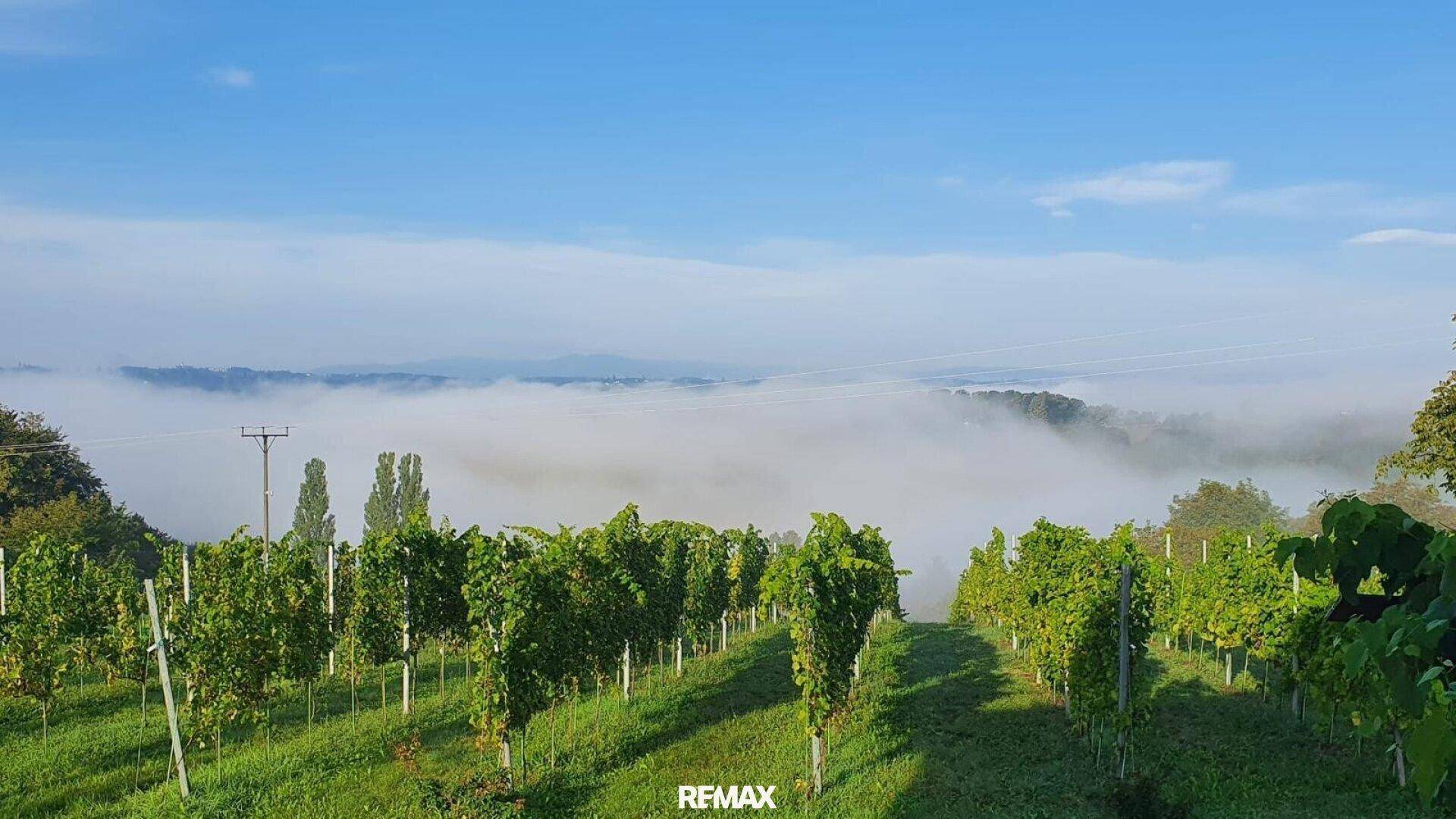 Malerische Weinberge in morgendlichem Nebel, mit sanften Hügeln in der Ferne unter blauem Himmel.