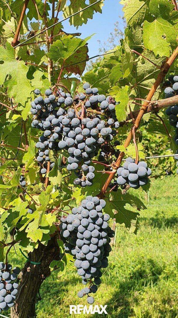 Nahaufnahme von reifen Trauben an einem Weinstock, bereit für die Ernte.