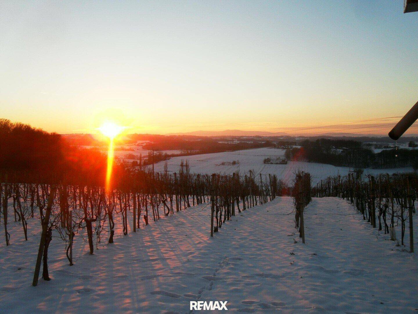 Winterlandschaft eines Weinbergs im Schnee, mit einem strahlenden Sonnenuntergang am Horizont.