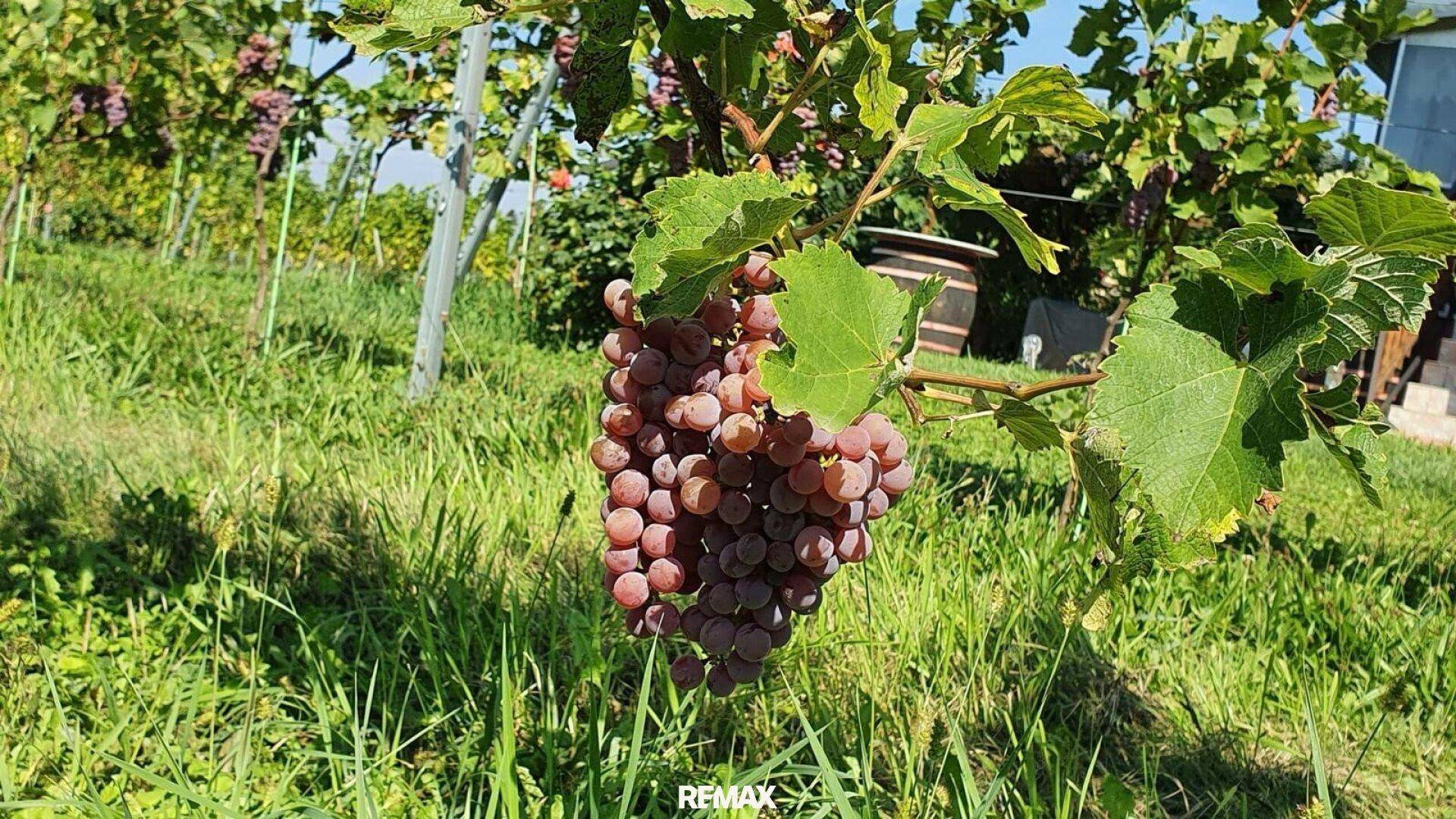 Nahaufnahme eines Bündels roter Trauben an einem Weinstock, umgeben von grünen Blättern.