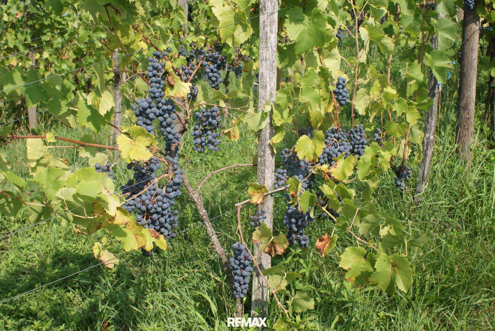 Nahaufnahme von reifen dunklen Trauben an Weinreben, bereit für die Ernte.