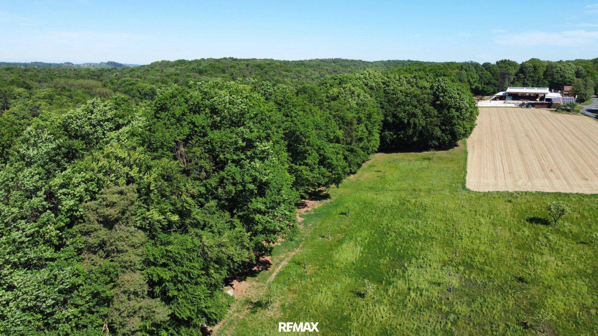 Eine weite grüne Wiese grenzt an einen dichten Wald, mit einem Feld und Gebäuden in der Ferne.