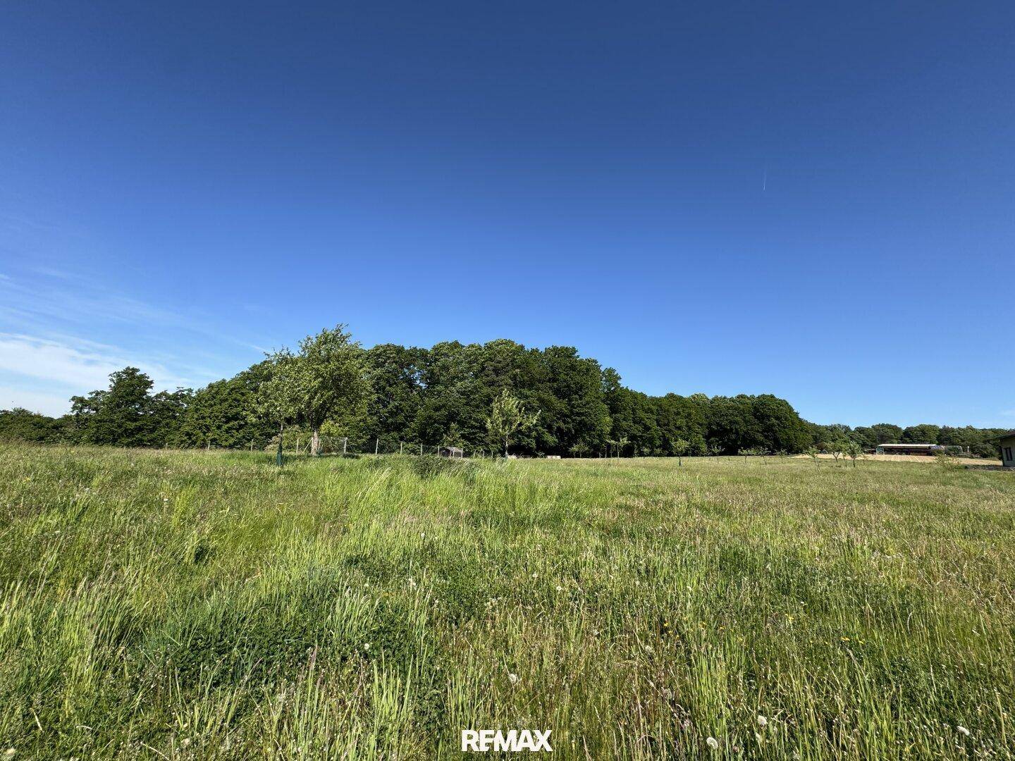Eine weite grüne Wiese erstreckt sich mit Bäumen im Hintergrund unter einem klaren blauen Himmel.