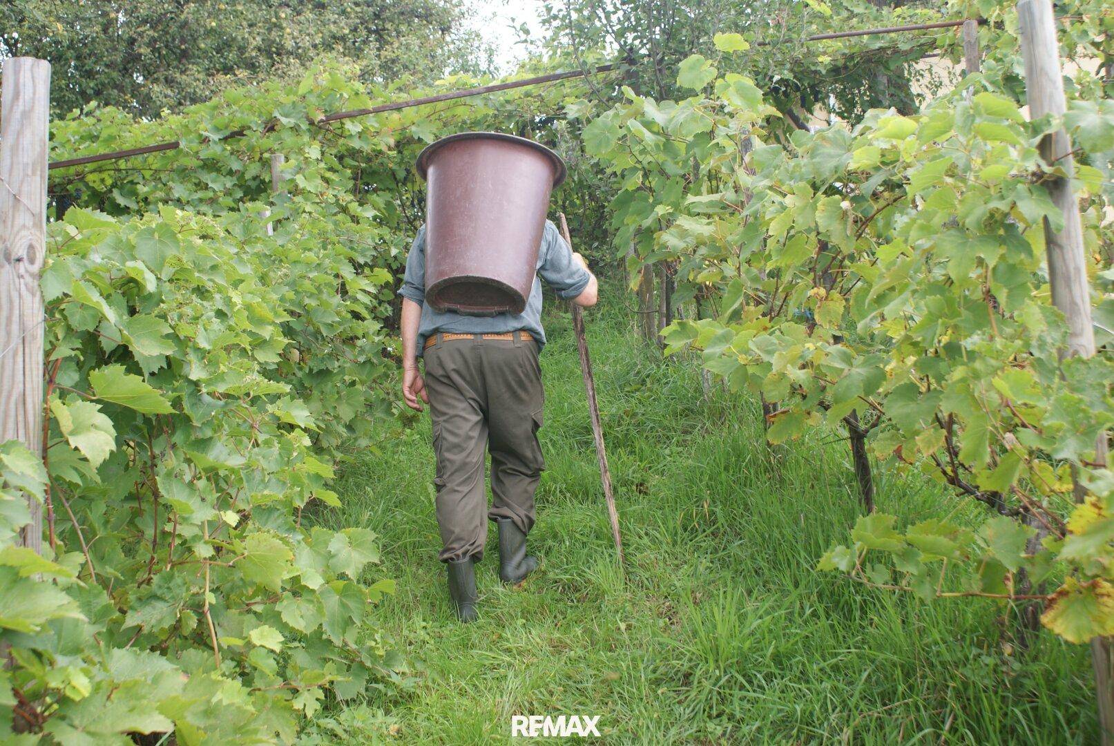 Eine Person geht durch einen üppigen Weinberg, der zur Immobilie gehört.