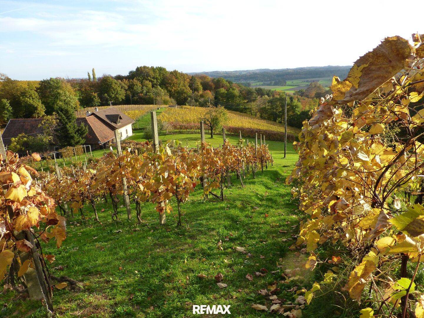 Malerische Weinberge in herbstlicher Pracht mit einem traditionellen Haus im Hintergrund und weitem Blick.