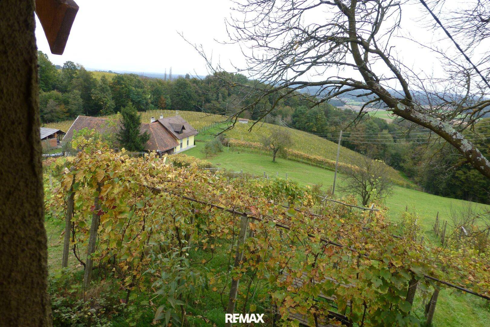 Blick auf weitläufige Weinberge und ein charmantes Haus in der Ferne, umgeben von herbstlicher Natur.