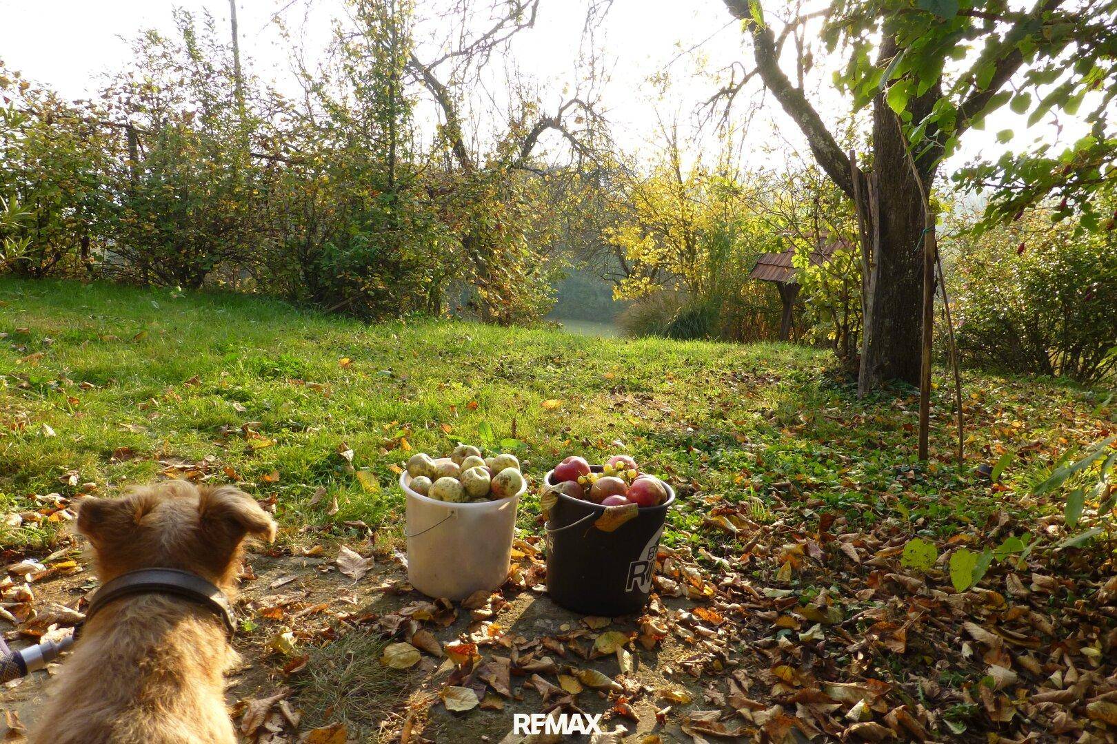 Ein Hund blickt auf zwei Eimer voller Äpfel in einem sonnigen Garten mit herbstlichem Laub.