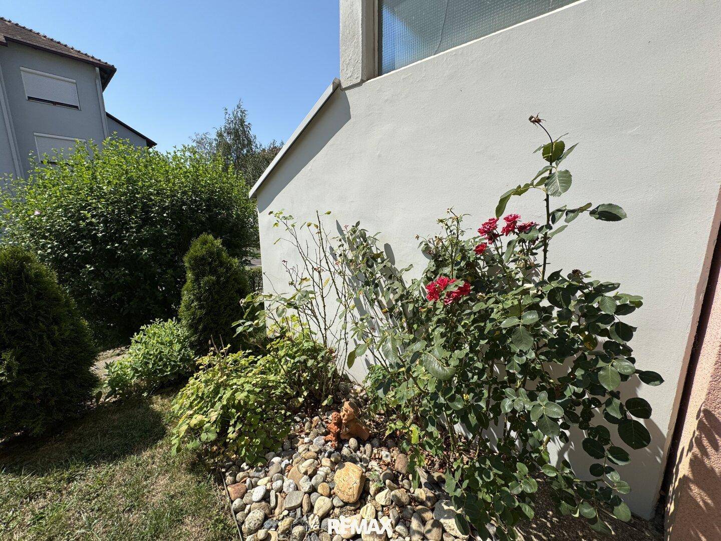 Detailansicht eines Blumenbeets mit blühenden roten Rosen und dekorativen Steinen im Garten.