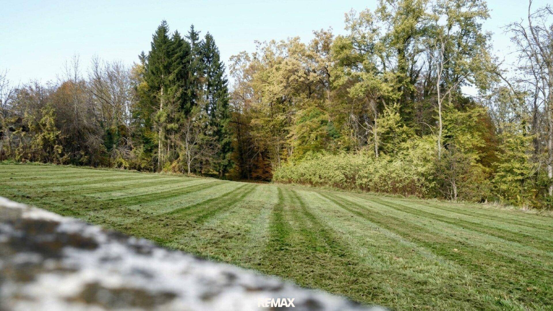 Gepflegte Rasenfläche mit frisch gemähtem Gras, umgeben von hohen Bäumen und Büschen.