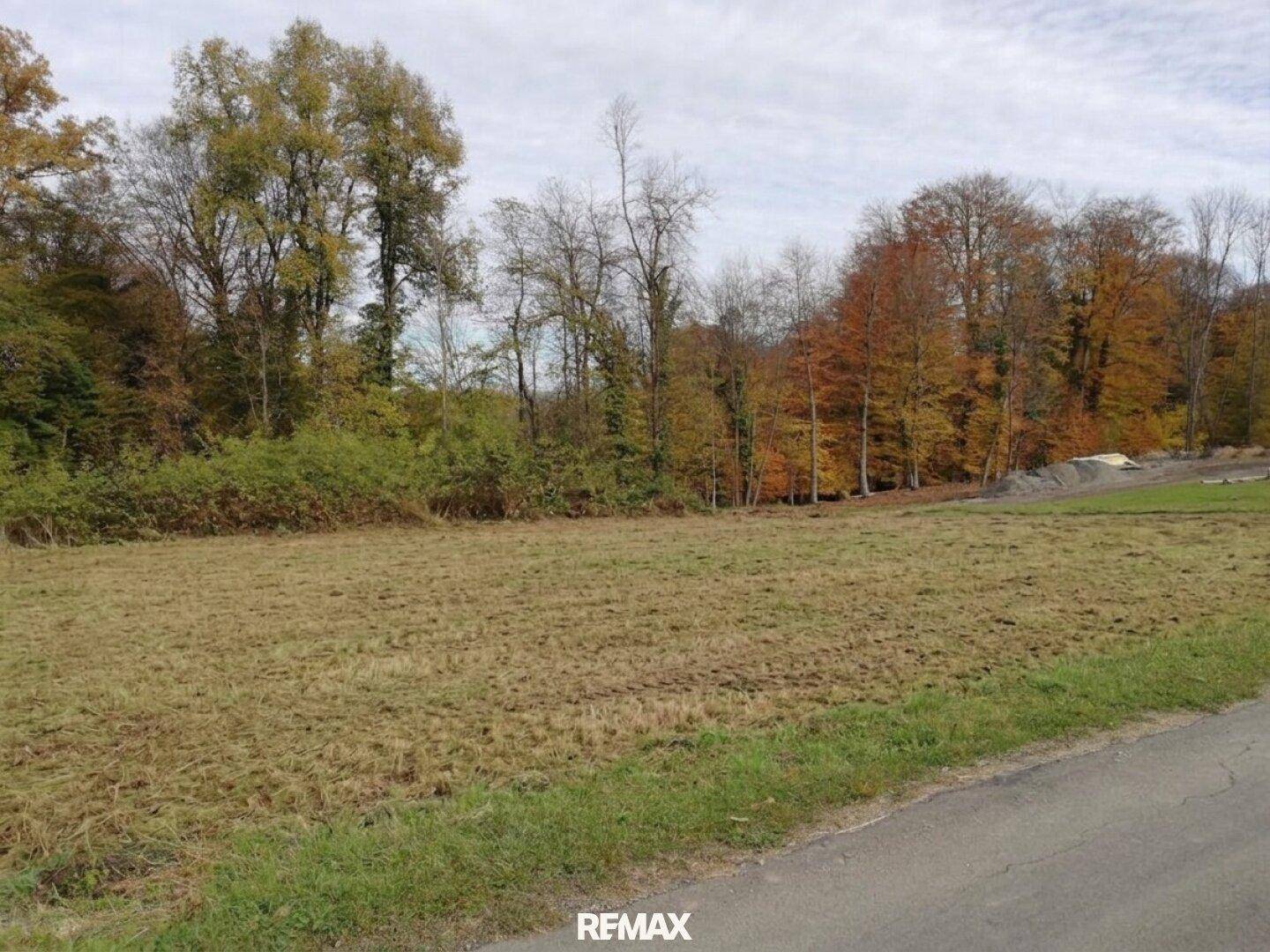 Weitläufiges Feld mit trockenem Gras und herbstlichen Bäumen im Hintergrund unter bewölktem Himmel.