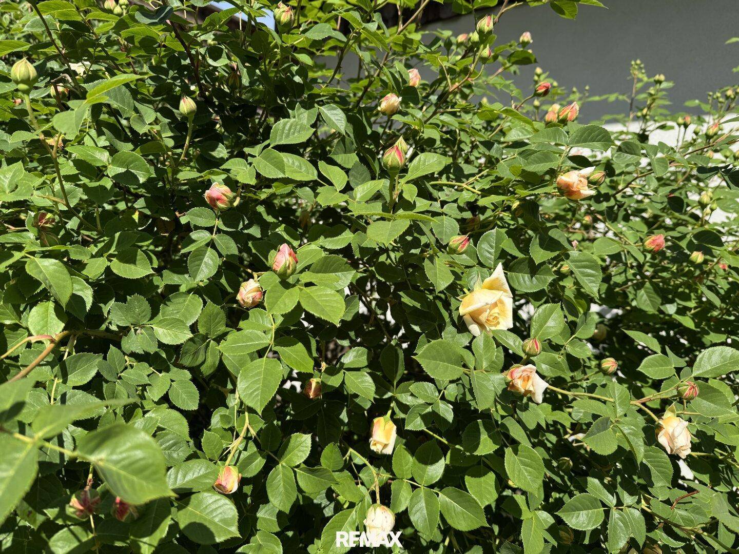 Nahaufnahme von blühenden Rosenknospen und zarten gelben Rosen in einem sonnigen Garten.