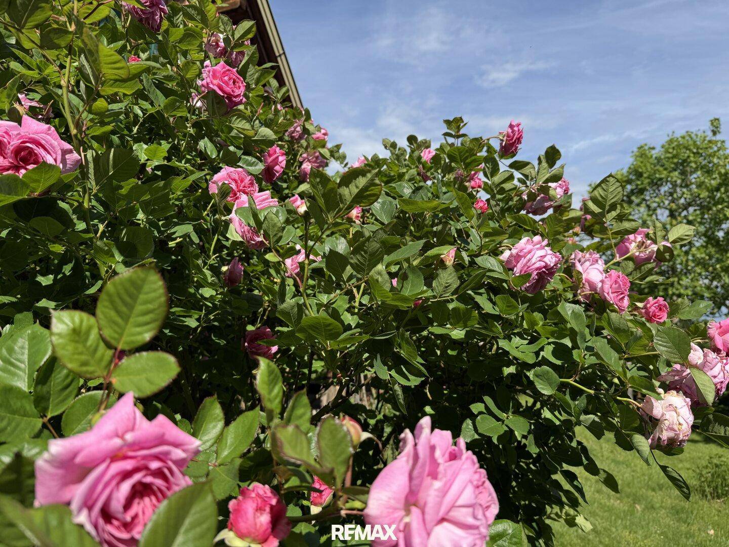 Üppig blühende rosa Rosensträucher im Garten unter einem strahlend blauen Himmel.