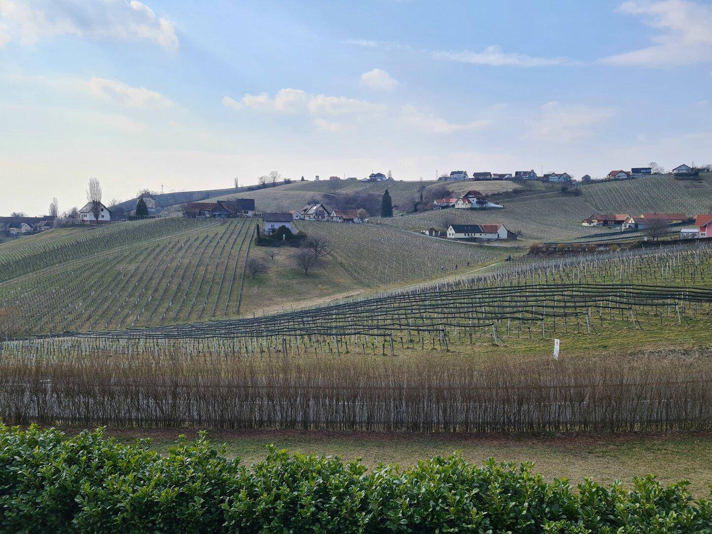 Malerischer Blick auf sanfte Hügel mit Weinbergen und verstreuten Häusern in der Ferne.