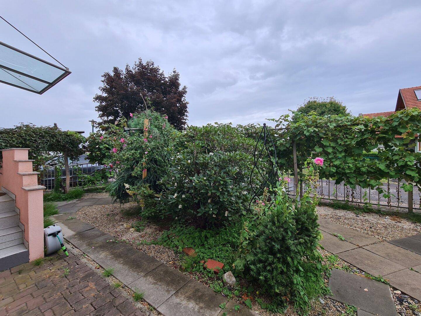 Vorgarten mit üppiger Bepflanzung, Rosen und gepflastertem Weg.