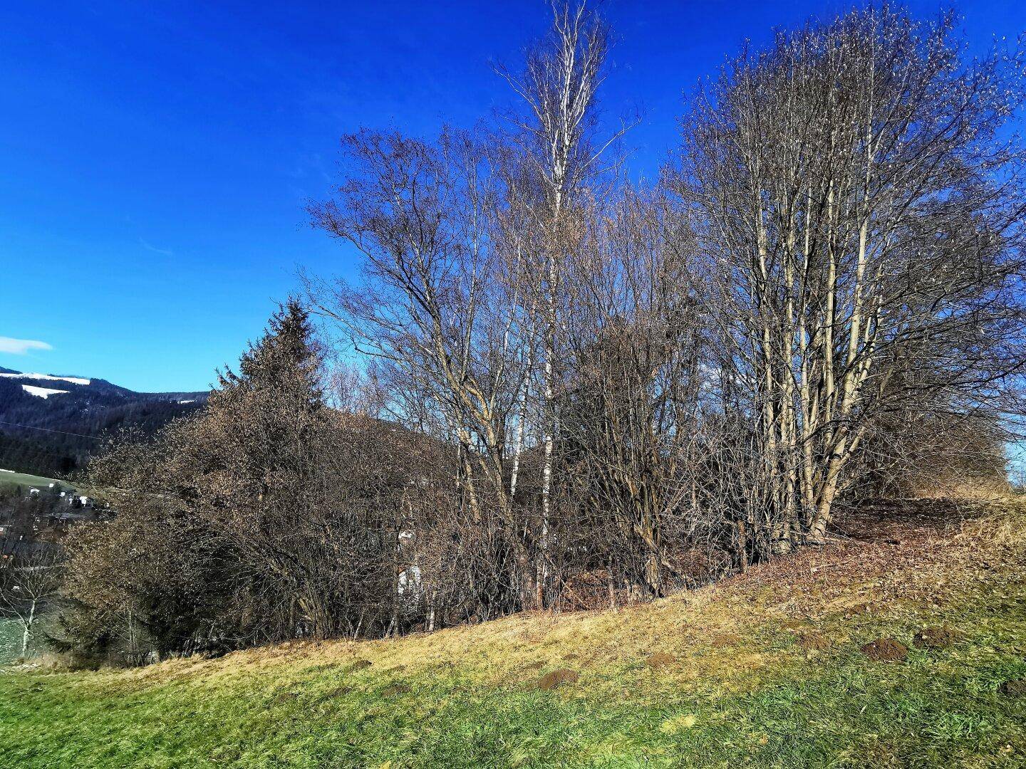 Hanglage mit verschiedenen Bäumen und teilweise schneebedecktem Gras unter klarem, blauem Himmel.