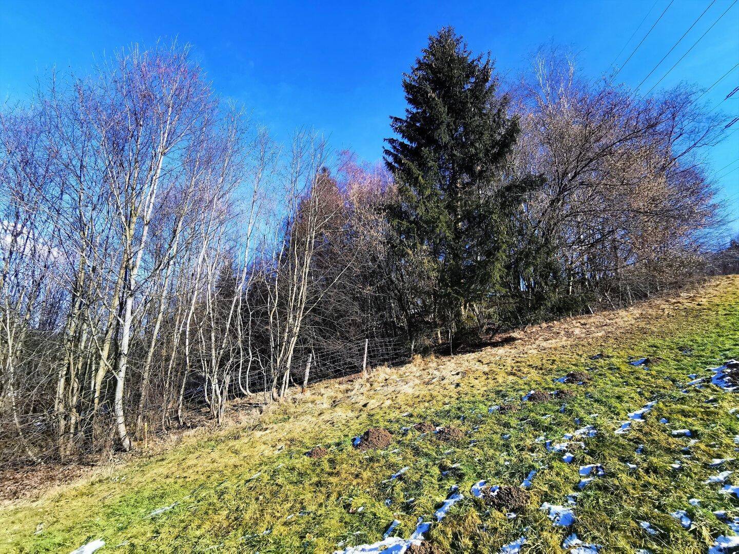 Hanglage mit verschiedenen Bäumen und Grasflächen, teilweise mit Schneeresten unter blauem Himmel.