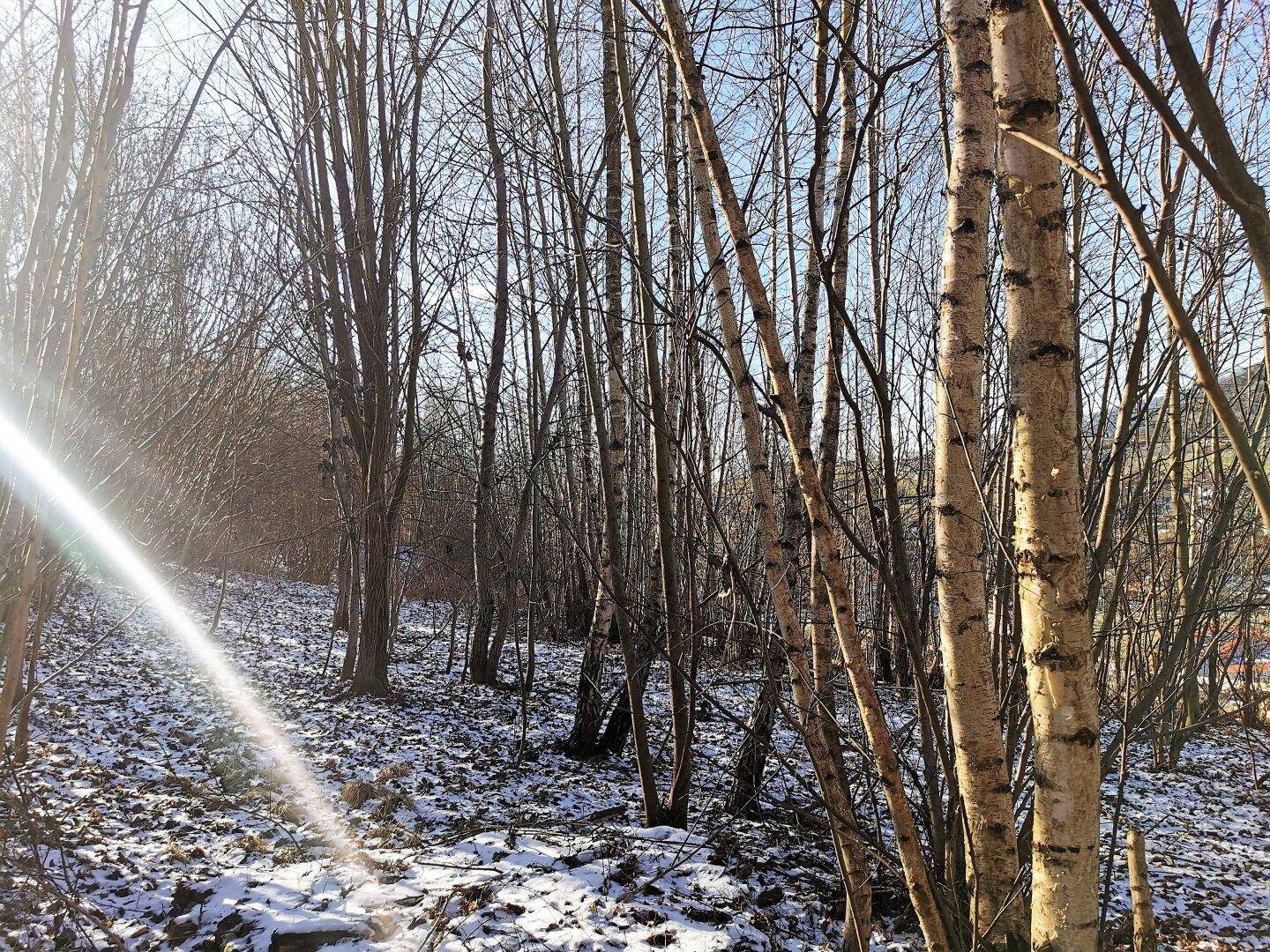 Lichtdurchfluteter Waldabschnitt mit Birken und Schnee auf dem Waldboden an einem sonnigen Tag.