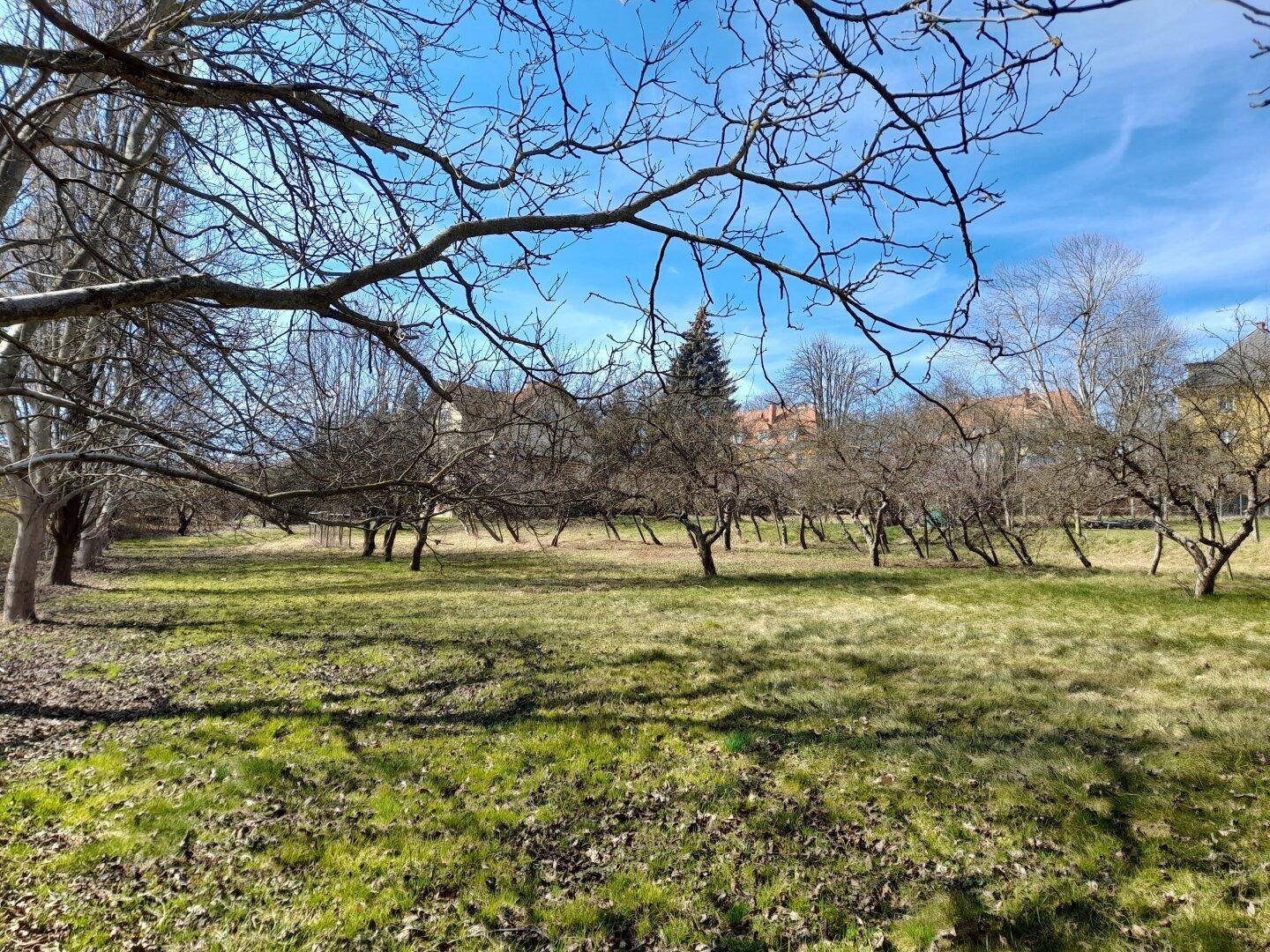 Weitläufiger Gartenbereich mit Obstbäumen und grüner Wiese unter blauem Himmel an einem sonnigen Tag.