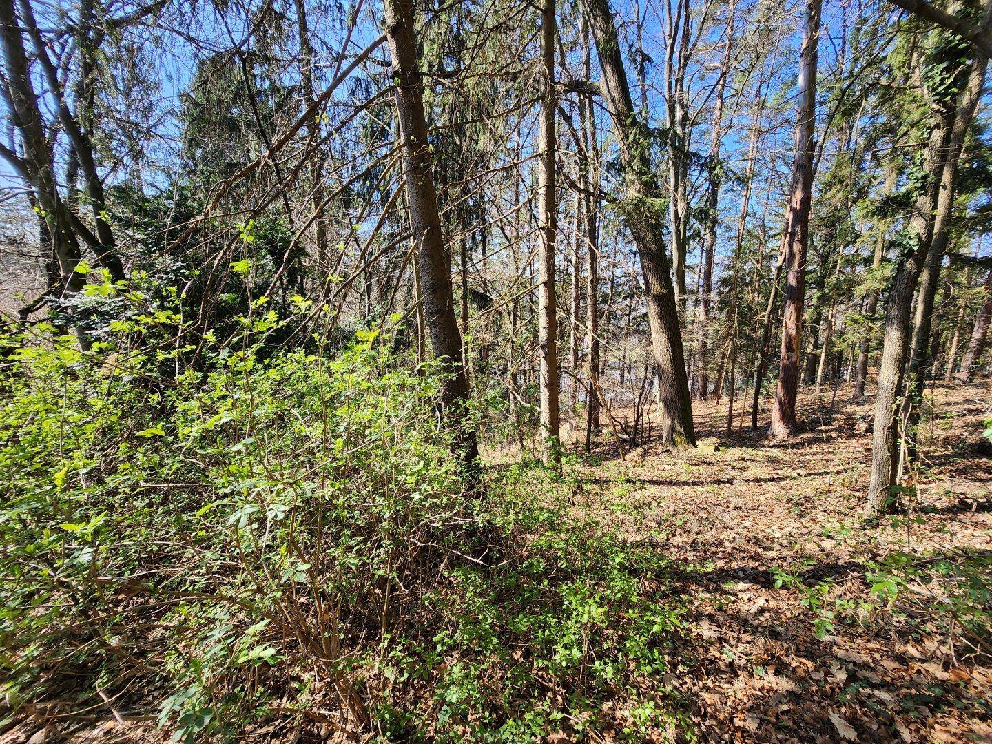 Dichter Wald mit hohen Bäumen und üppigem Unterholz, das die natürliche Umgebung prägt.