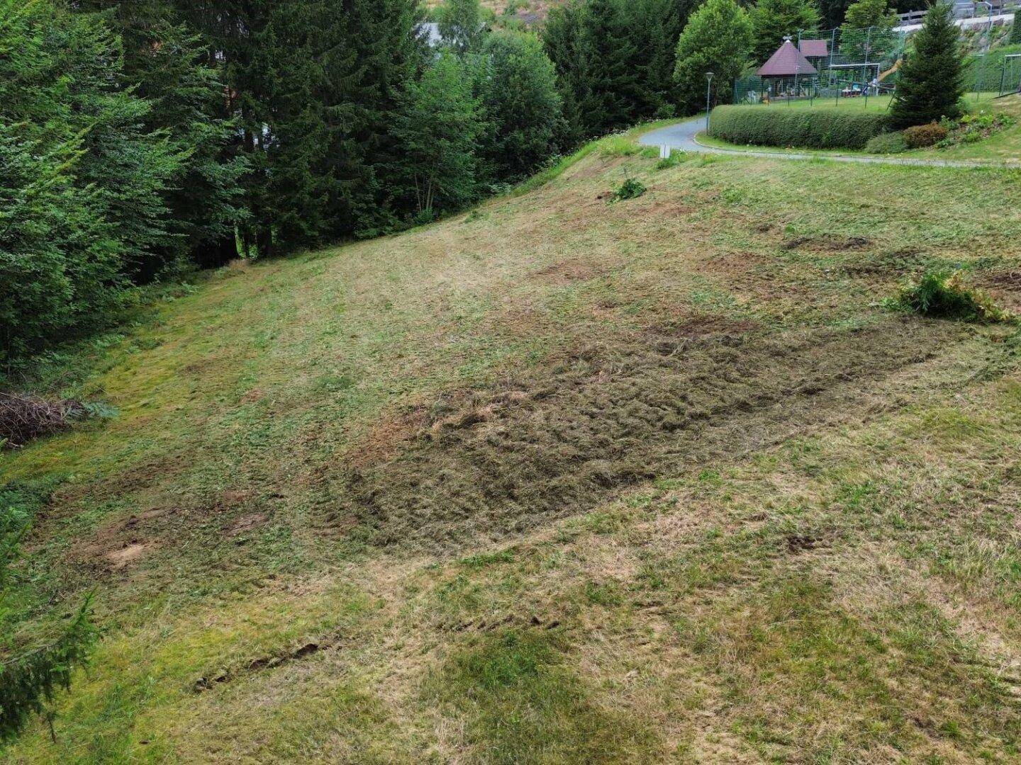 Grünfläche des Grundstücks mit frisch gemähtem Gras und dichtem Wald im Hintergrund.