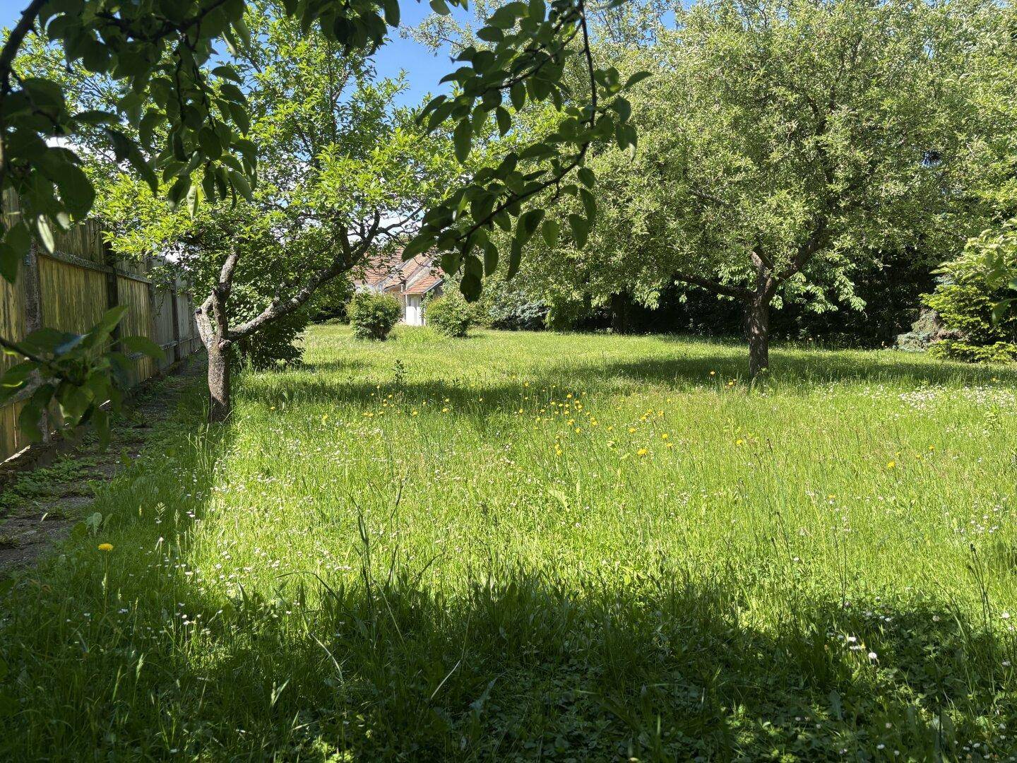 Sonniger Garten mit hohen Gräsern und mehreren Obstbäumen unter blauem Himmel.