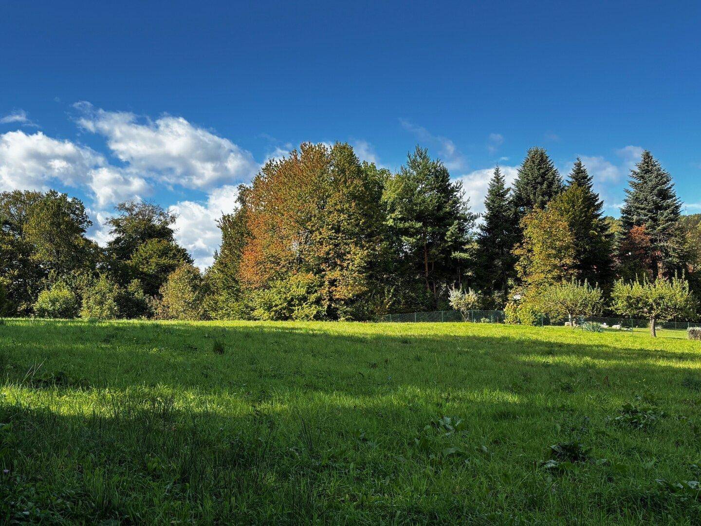 Grüne Wiese mit Bäumen im Hintergrund unter einem strahlend blauen Himmel mit weißen Wolken.