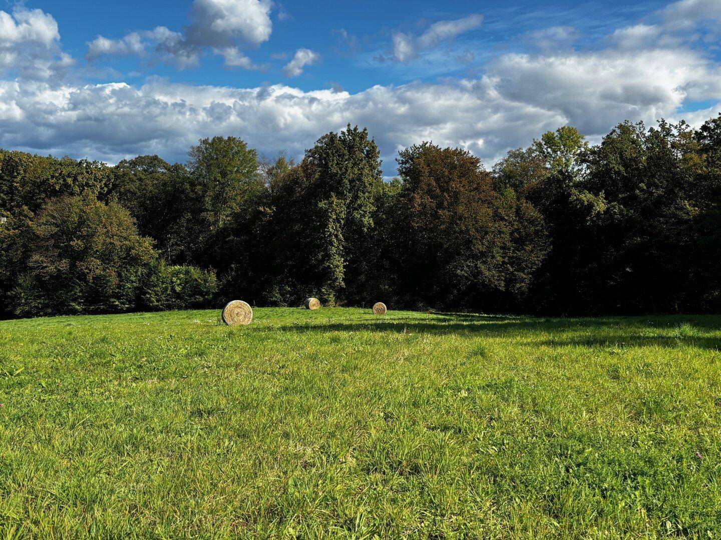 Weitläufige grüne Wiese mit Heuballen und dichtem Wald im Hintergrund unter bewölktem Himmel.