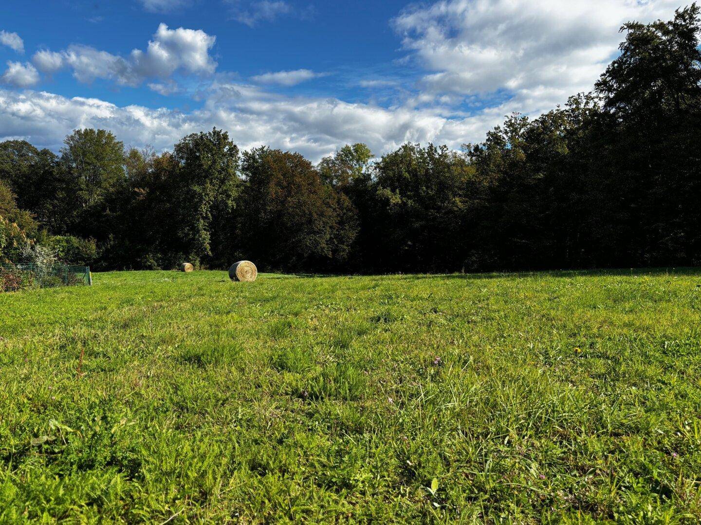 Sonnige Wiese mit einem Heuballen und einem Waldrand im Hintergrund unter einem blauen Himmel.