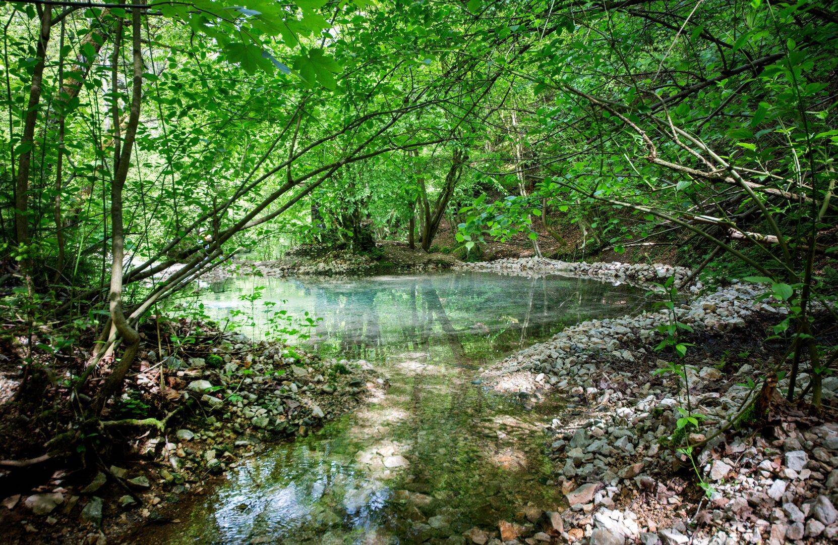 Ein kleiner, klarer Teich umgeben von dichtem Grün und Bäumen in einem ruhigen Waldgebiet.