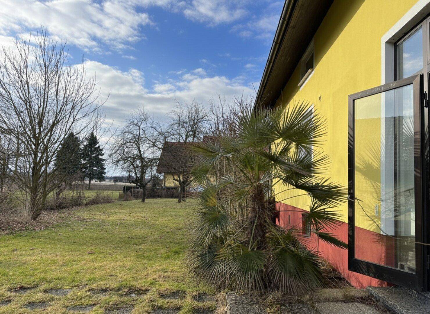 Gartenbereich mit Rasenfläche, Palmen und Blick auf das gelbe Haus.