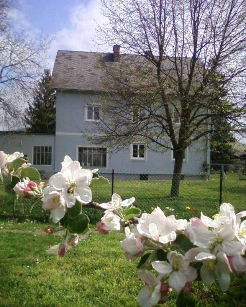 Frühlingsblüten an einem Baum im Garten mit dem Wohnhaus im Hintergrund.